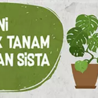inilah-tanaman-buah-yang-cocok-ditanam-di-pekarangan-minimalis