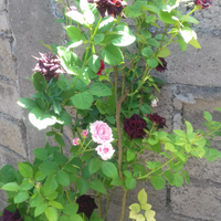 punya-tanaman-ketceh-favorit-ayo-gansis-ikutan-community-challenge