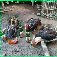 nakhoda-ungkap-penyebab-5-abk-tewas-hingga-dimasukan-ke-freezer
