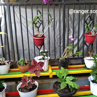 punya-tanaman-ketceh-favorit-ayo-gansis-ikutan-community-challenge