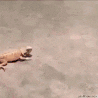 breaking-news-basuki-thahaja-purnama-menyatakan-siap-menjadi-capres-2024