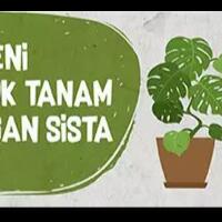 tanaman-hias-yang-cantik-si-ungu-unik