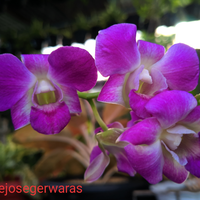 punya-tanaman-ketceh-favorit-ayo-gansis-ikutan-community-challenge