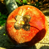 fakta-menarik-apel-beludru-yang-mulai-langka