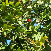 fakta-menarik-apel-beludru-yang-mulai-langka