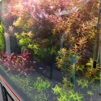 aquascape-for-everyone-learning-and-sharing---part-4