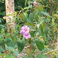 luar-biasa-senggani-bunga-liar-di-pinggir-jalan-bisa-obati-penyakit-keputihan-lho