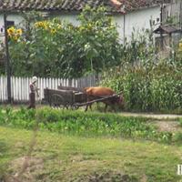 korea-utara-melarang-penyembelihan-sapi-pekerja--individu-ilegal