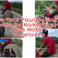 real-pawang-sakti-pemuda-ini-naiki-buaya-sambil-kendarai-motor-gak-takut-dimangsa