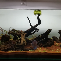 aquascape-for-everyone-learning-and-sharing---part-4