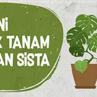 kiat-menanam-singkong-bagi-yang-punya-sedikit-waktu