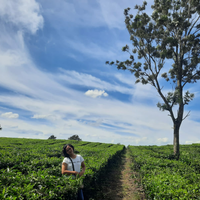 coc-regtegal-seperti-apa-wisata-kebun-teh-di-bumijaya-tegal