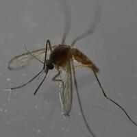 india-waspadai-cat-que-virus-dari-china