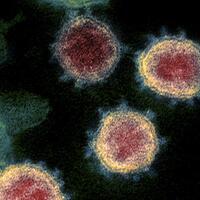 dinkes-sebut-covid-19-di-mimika-papua-sudah-gawat-darurat