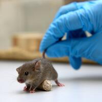 bangkit-dari-corona-china-diserang-wabah-mengerikan