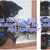 viral-kucing-ahli-debus-dengan-berani-bakar-kaki-di-atas-api-kompor-efek-odading