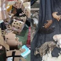 ribuan-hewan-peliharaan-di-china-mati-massal