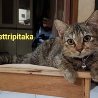 hayukkk-gansis-yang-punya-pets-ikutan-community-challenge-forum-pets