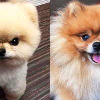everything-about-the-charming-pomeranian-dog