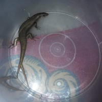 hayukkk-gansis-yang-punya-pets-ikutan-community-challenge-forum-pets