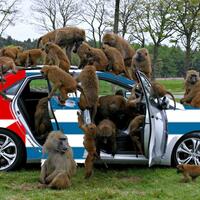 petugas-gereja-ditembak-otk-di-intan-jaya-papua