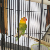 hayukkk-gansis-yang-punya-pets-ikutan-community-challenge-forum-pets