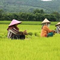 kenapa-dpr-tidak-mengeluarkan-uu-cipta-tani