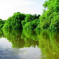 coc-regsidoarjo-intip-keindahan-pantai-kepetingan--hutan-amazon--versi-sidoarjo