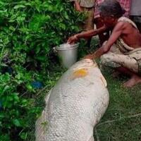 ikan-yang-didapat-dalam-kondisi-mati-dan-membuat-nenek-ini-mendadak-kaya