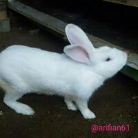 hayukkk-gansis-yang-punya-pets-ikutan-community-challenge-forum-pets