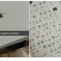 punya-hobi-koleksi-nyamuk-mati-warganet-tertarik-entomologi