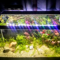 aquascape-for-everyone-learning-and-sharing---part-4