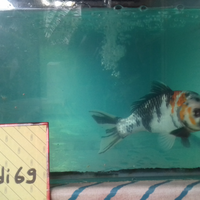 community-challenge-edisi-pets-part-2-ikutan-lagi-dong