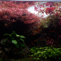 aquascape-for-everyone-learning-and-sharing---part-4