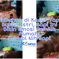 rebahan-di-kasur-tapi-bukan-istri-sapi-ini-bikin-emosi-pemilik-rumah-konyol-nih