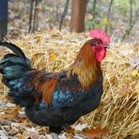 rudapaksa-ayam-peliharaan-dan-anjing-ayah-empat-anak-ditangkap