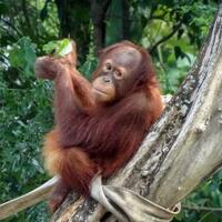 orang-utan-rocky-dilepasliarkan-di-taman-nasional-bukit-tigapuluh-riau