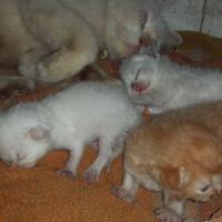 cat-lovers-kaskus-read-page-1-first---part-5