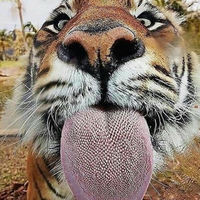 jangan-meremehkan-fobia-kucing