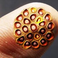 jangan-meremehkan-fobia-kucing