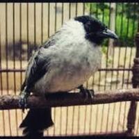 coc-regional-kalteng-ganteng