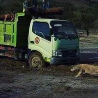 pulau-rinca-akan-jadi-jurassic-park-ini-cara-agar-komodo-truk-tak-berhadapan