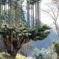 daisugi-seni-menumbuhkan-pohon-di-atas-pohon