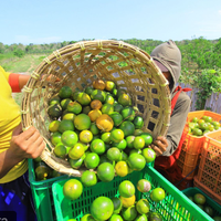 video-memindahkan-buah-jeruk-ini-jadi-sorotan-warganet-kok-gini-amat-ya