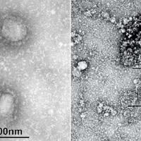 alert-ilmuwan-temukan-mutasi-baru-corona-lagi-lebih-ganas