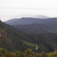 coc-reg-kalsel-mitos-pohon-besar-gunung-halau-halau-kalsel