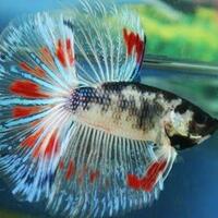 ikan-cupang-termurah-di-indonesia-dan-cara-mengetahui-sizenya