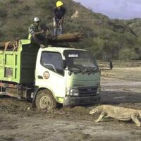 foto-viral-memicu-kekhawatiran-tentang--jurassic-park--di-indonesia