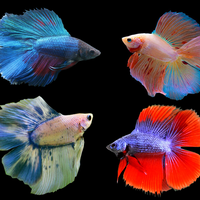 ini-dia-7-ikan-cupang-paling-mahal-di-indonesia-harganya-fantastis