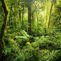 coc-reg-kaltim-6-keunikan-tumbuhan-endemik-hutan-hujan-tropis-di-kaltim